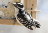 Downy Woodpecker female